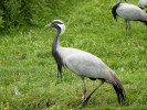 Demoiselle Crane (WWT Slimbridge August 2011) - pic by Nigel Key